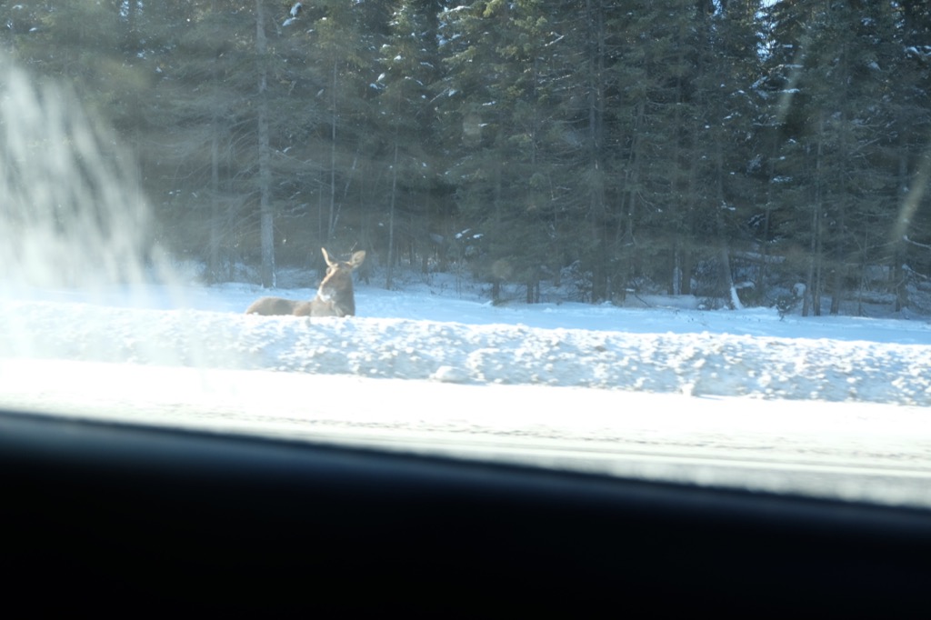 Moose hanging out in the ditch
