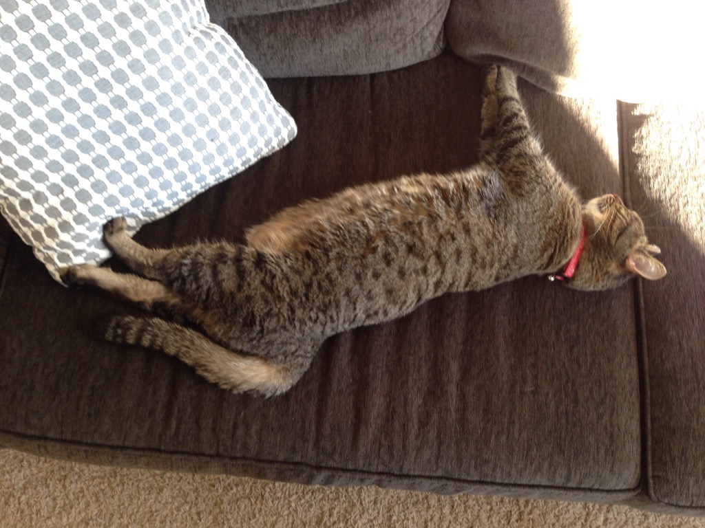 Sprawled out, sleeping in the sun.