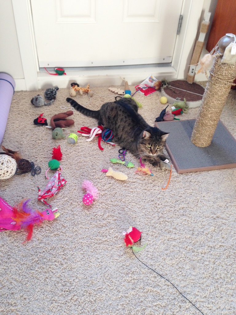 Chloe has been reunited with her toys.