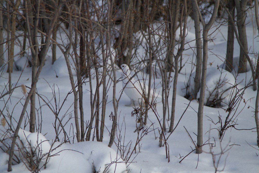 Here is a ptarmigan for good measure.