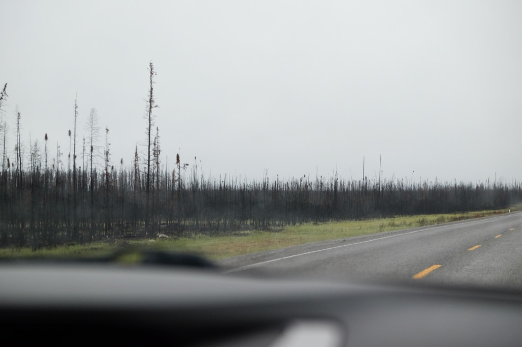 Burnt forest.