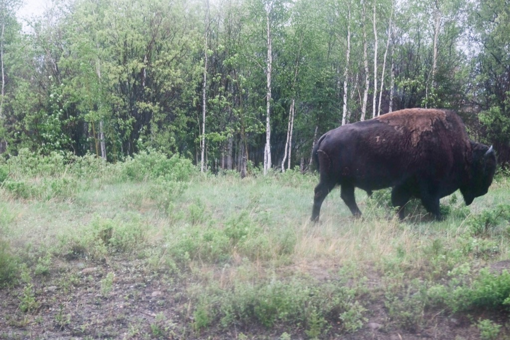 Roadside bison.