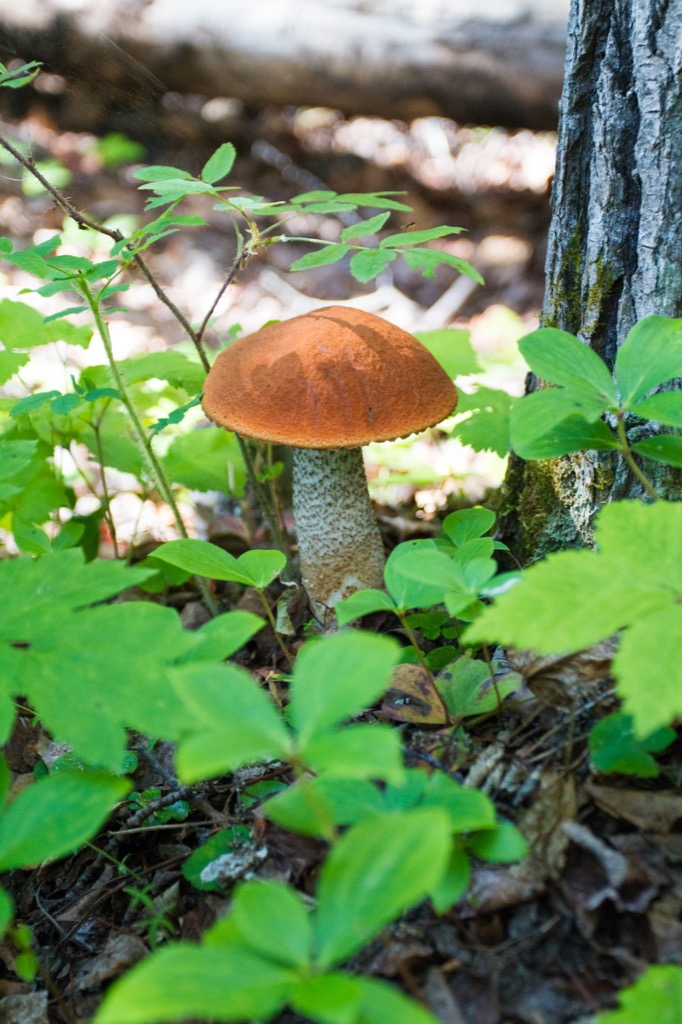One of many nice mushrooms in the area.