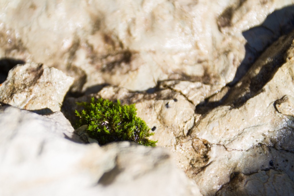 Plants taking root in the rocks.